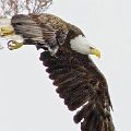 Eagle Flying (Matted 18X24 Print 12X18) JAH-213